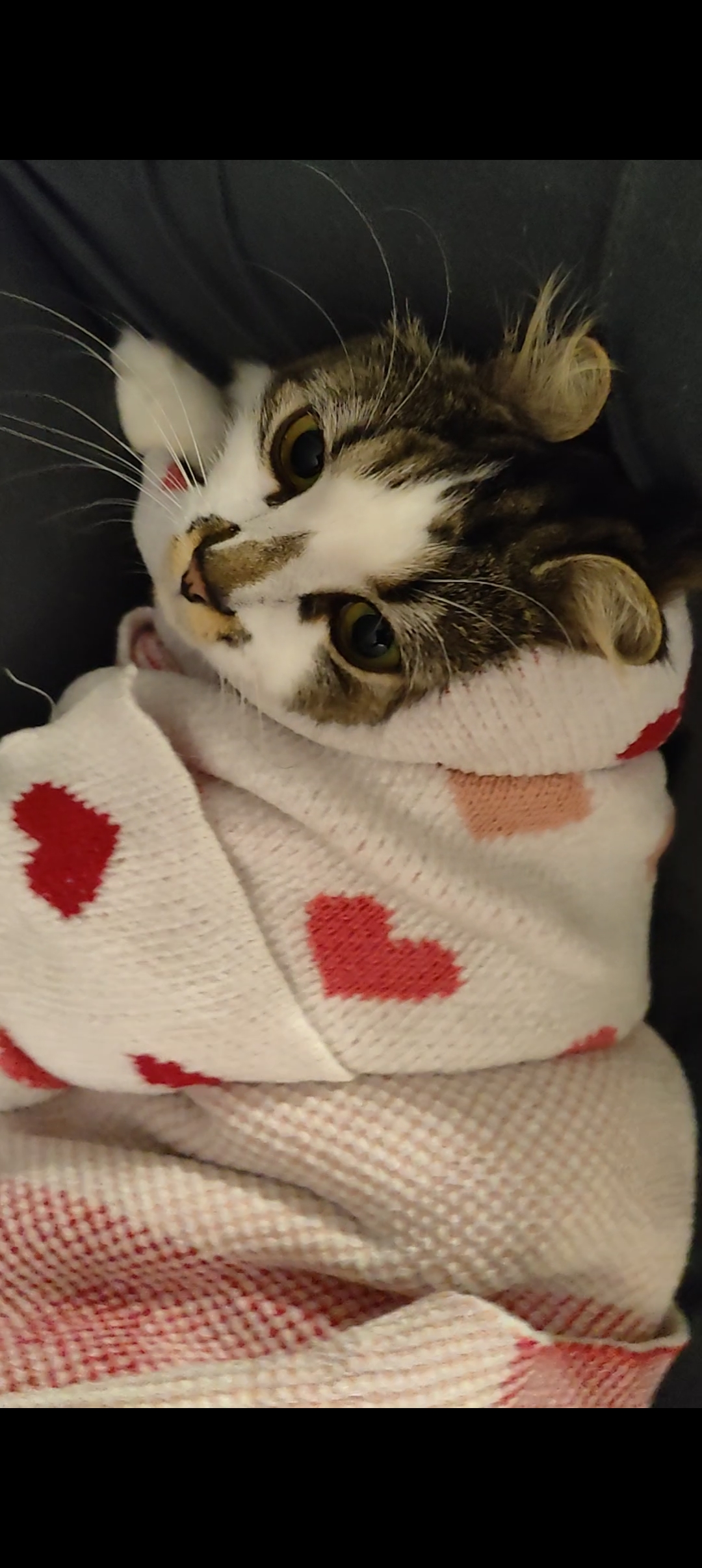 A kitten wrapped in a baby blanket
